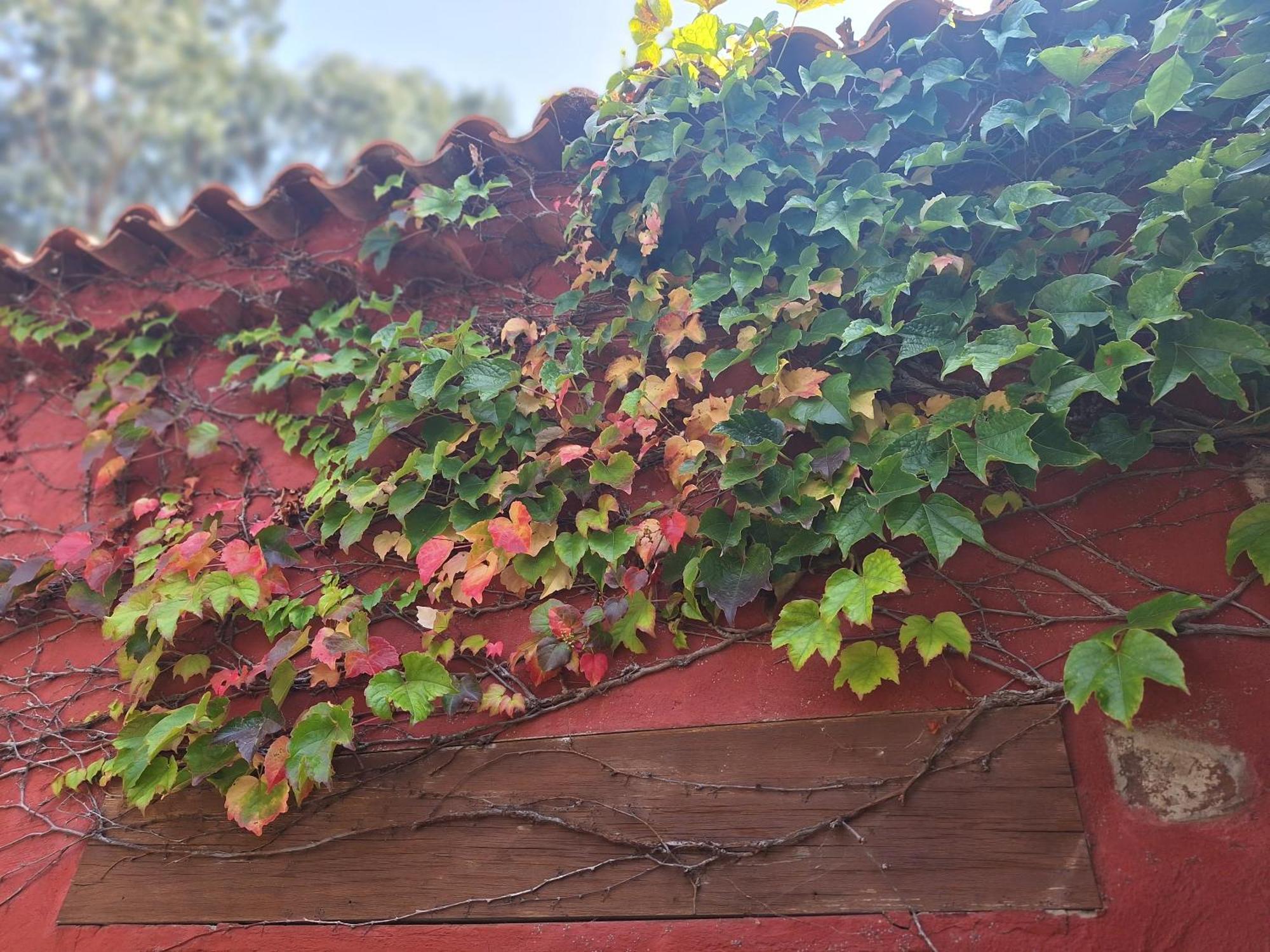 Casa Rural Con Piscina Privada El Roble Moya  Εξωτερικό φωτογραφία