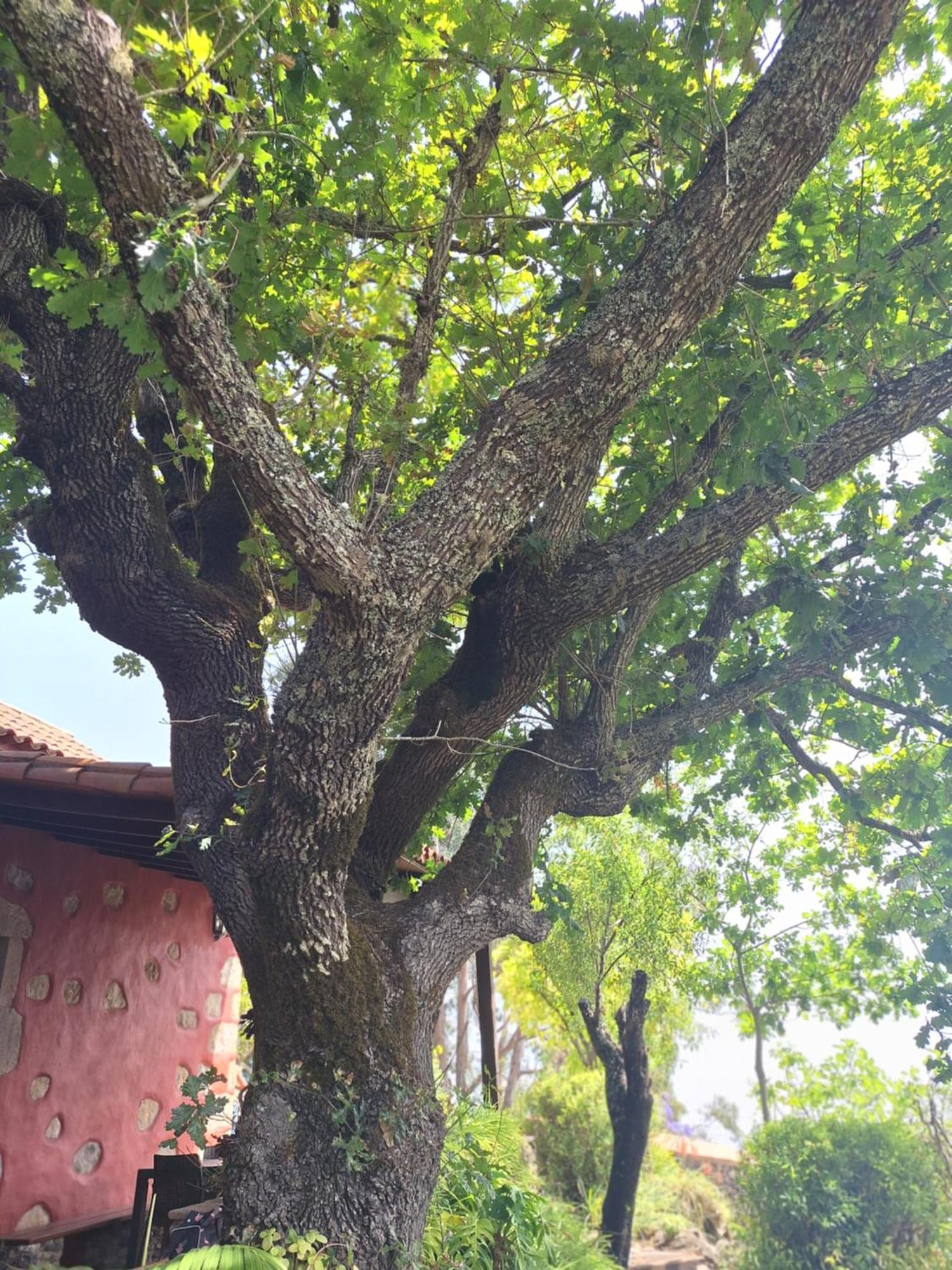 Casa Rural Con Piscina Privada El Roble Moya  Εξωτερικό φωτογραφία