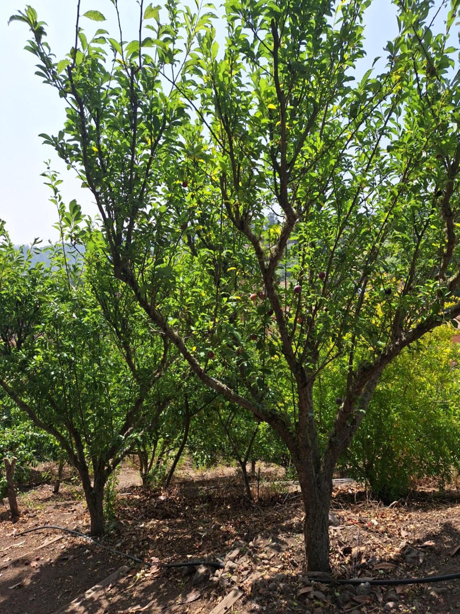 Casa Rural Con Piscina Privada El Roble Moya  Εξωτερικό φωτογραφία